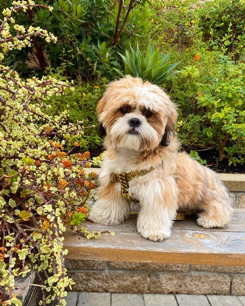 Shih Tzu Pictures, Size, Temperament +More | Premier Pups