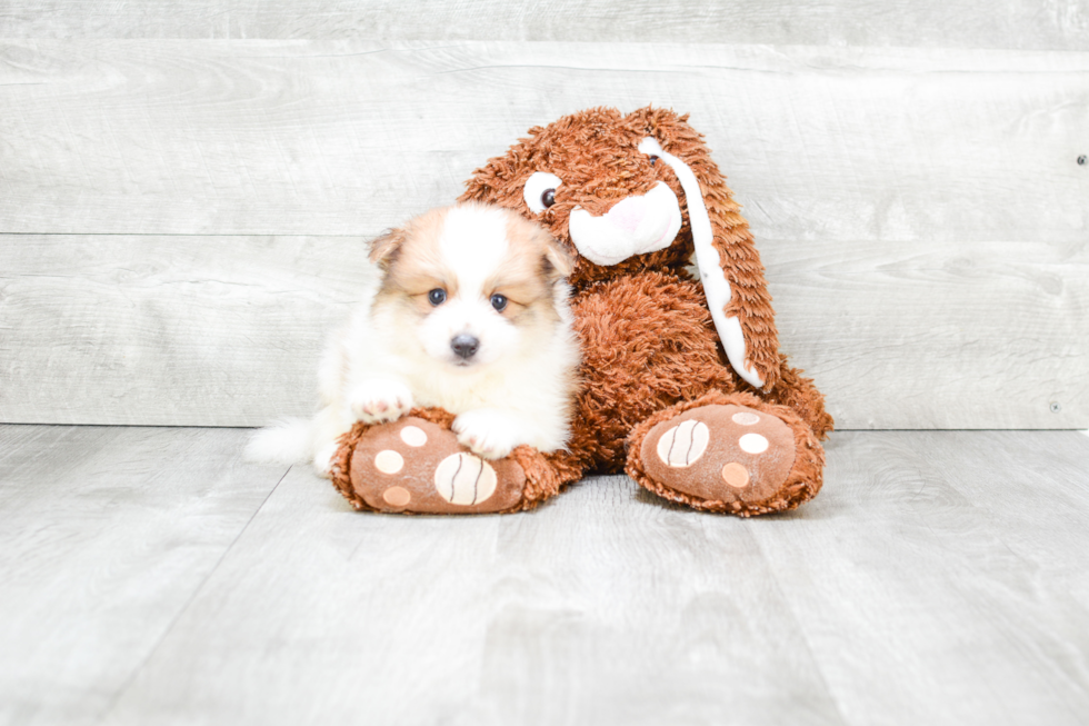 Hypoallergenic Pomeranian Purebred Pup