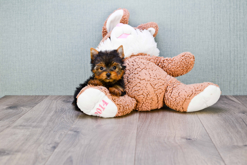 Meet Heidi - our Yorkshire Terrier Puppy Photo 