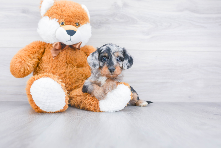 Best Mini Doxiedoodle Baby