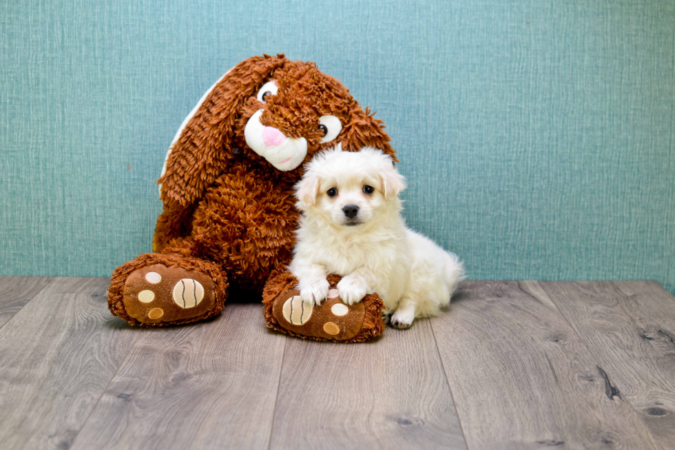 Funny Maltipoo Poodle Mix Pup