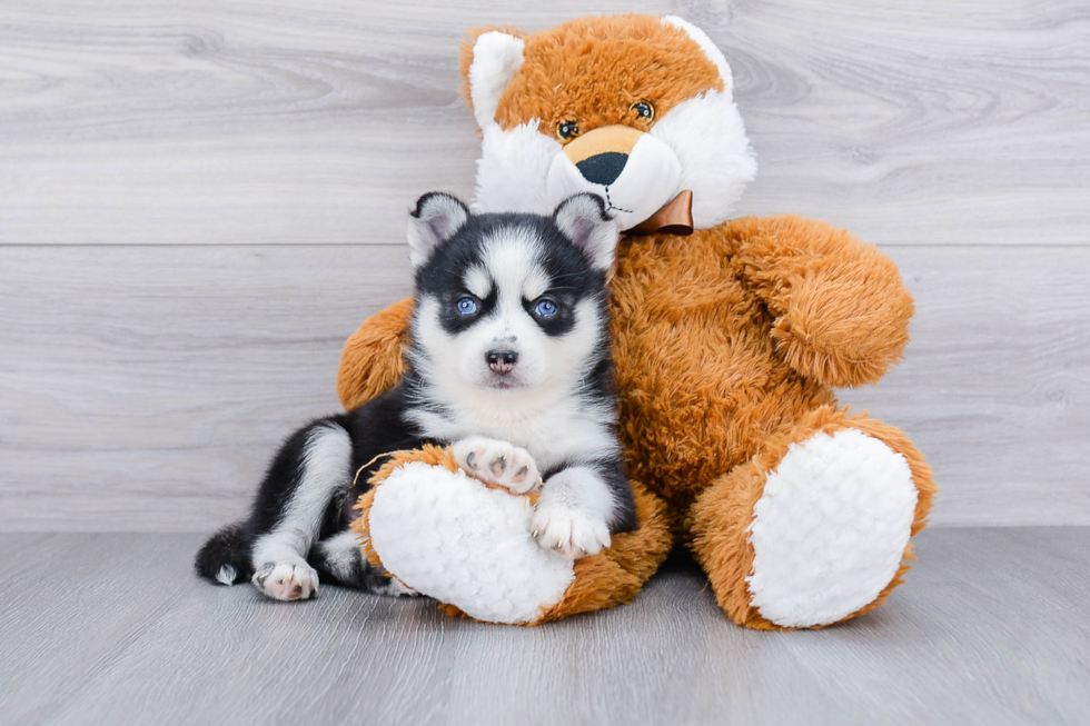 Best Pomsky Baby