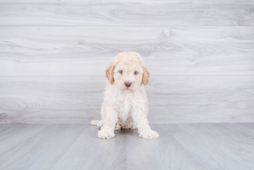 Funny Mini Goldendoodle Poodle Mix Pup