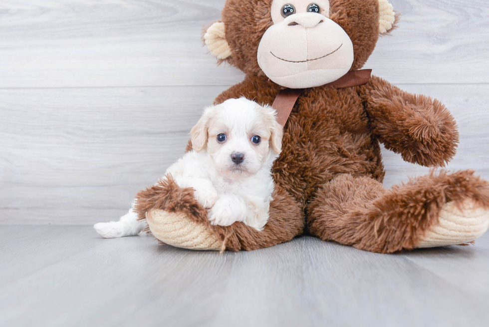 Fluffy Cavachon Designer Pup