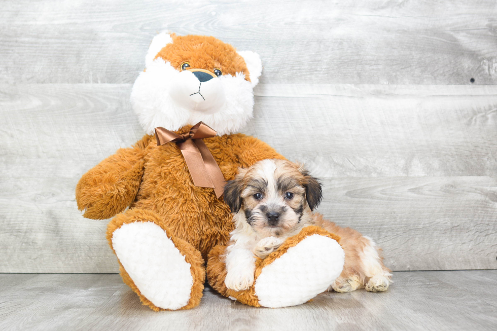 Adorable Shichon Designer Puppy