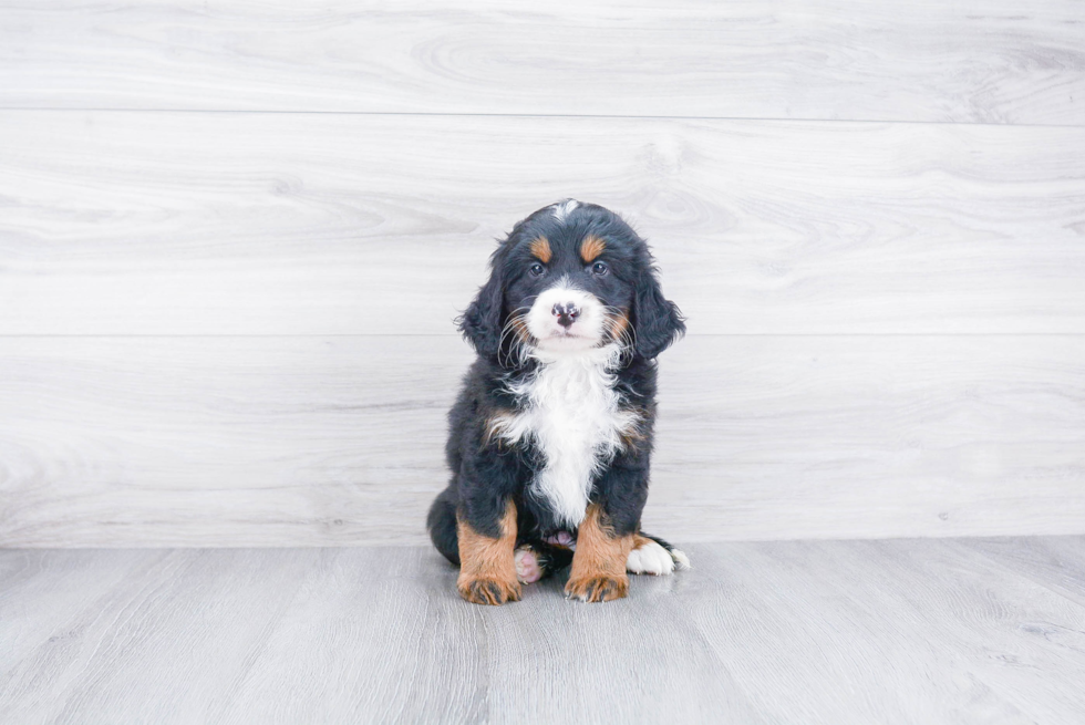 Best Mini Bernedoodle Baby