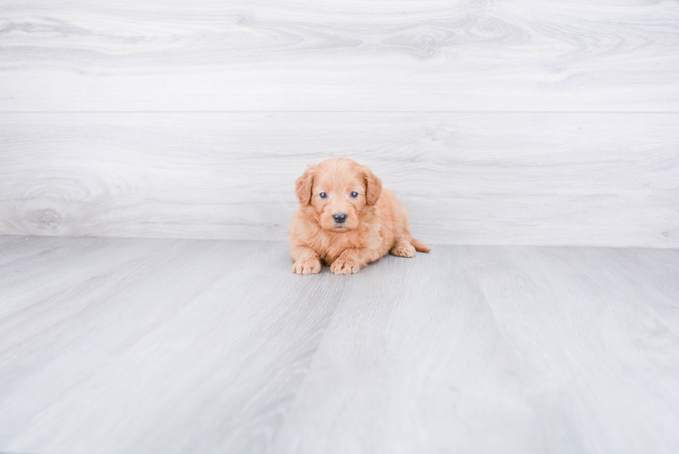 Best Mini Goldendoodle Baby