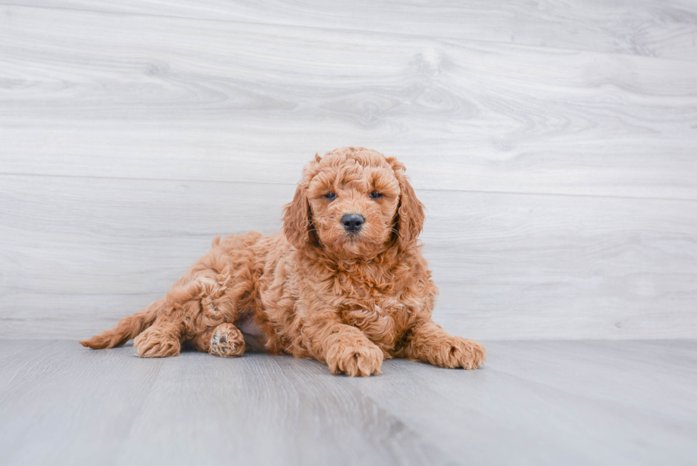 Cute Mini Goldendoodle Baby