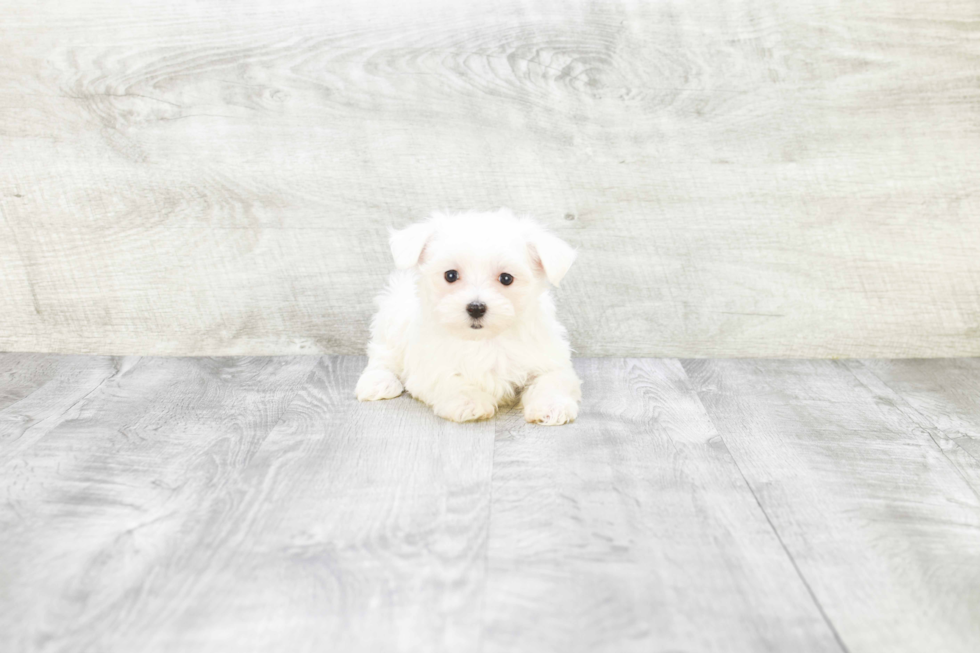 Friendly Maltese Purebred Pup