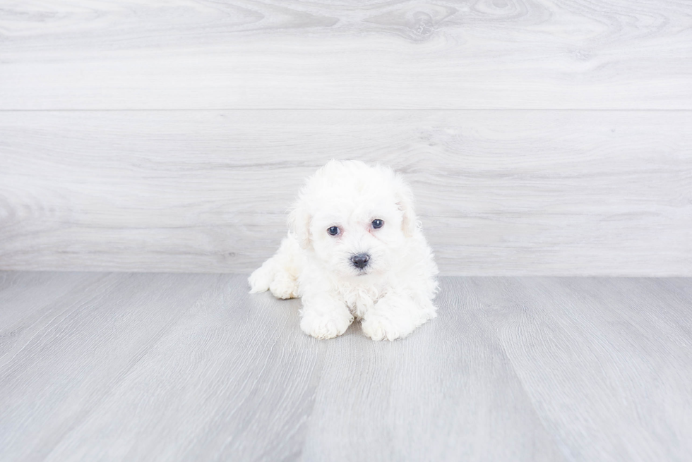 Bichon Frise Pup Being Cute