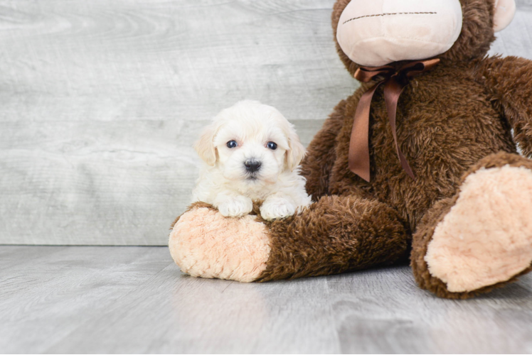 Maltipoo Pup Being Cute