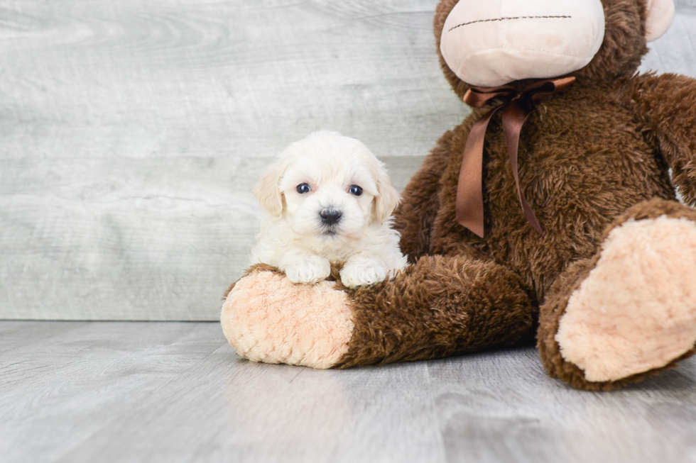 Maltipoo Pup Being Cute