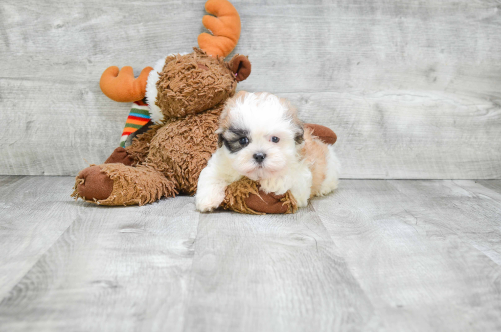 Teddy Bear Puppy for Adoption