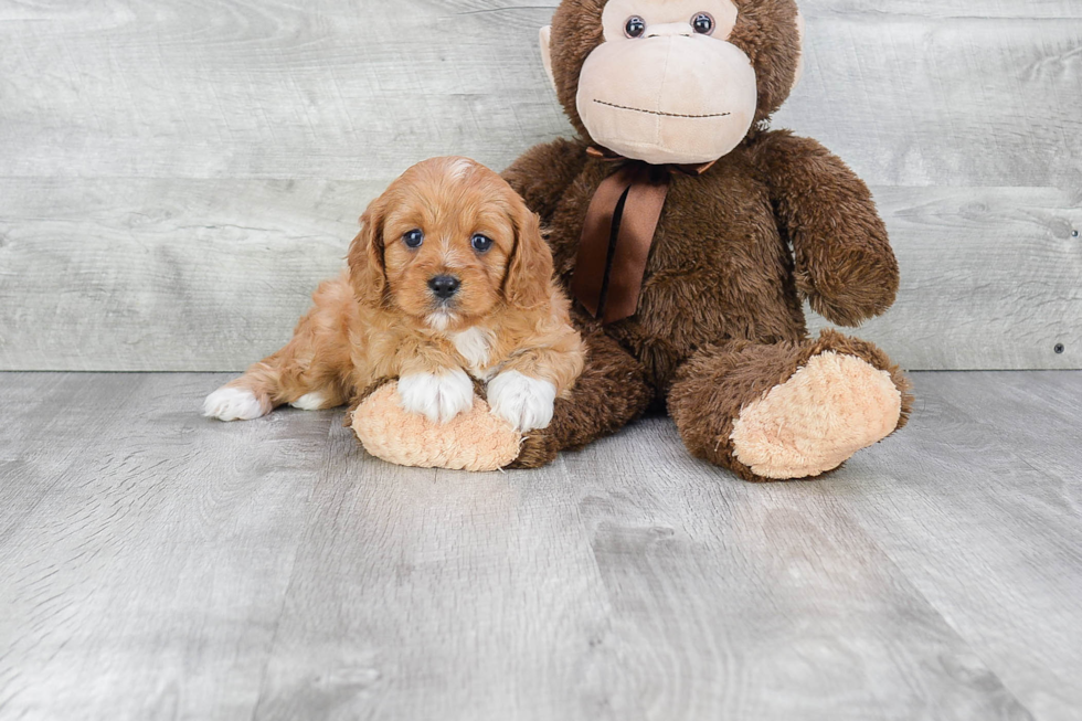 Cavapoo Puppy for Adoption