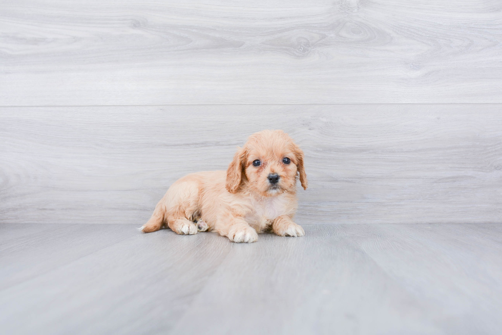 Small Cavachon Baby