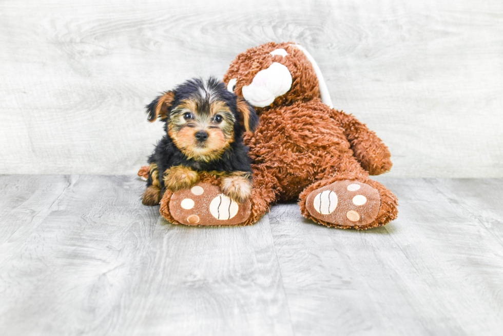 Meet Lisa - our Yorkshire Terrier Puppy Photo 