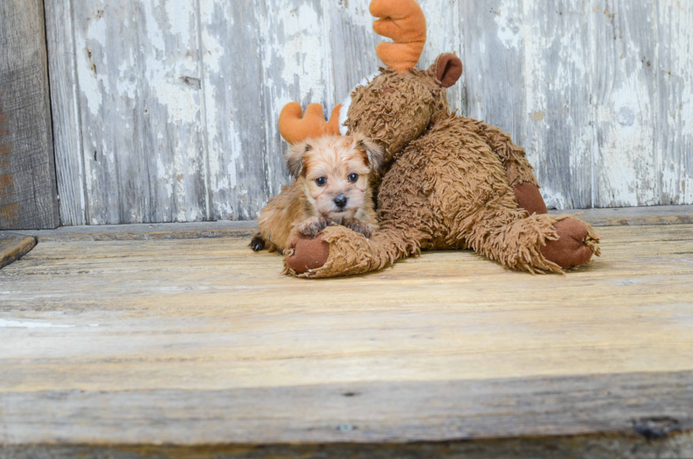 Morkie Pup Being Cute