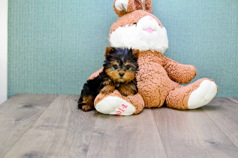 Meet Beckham - our Yorkshire Terrier Puppy Photo 