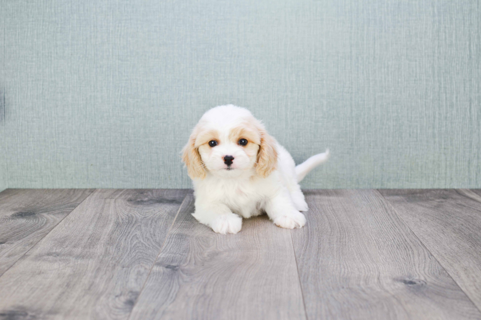 Sweet Cavachon Baby