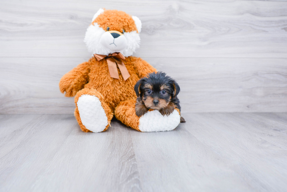 Meet Bella - our Yorkshire Terrier Puppy Photo 