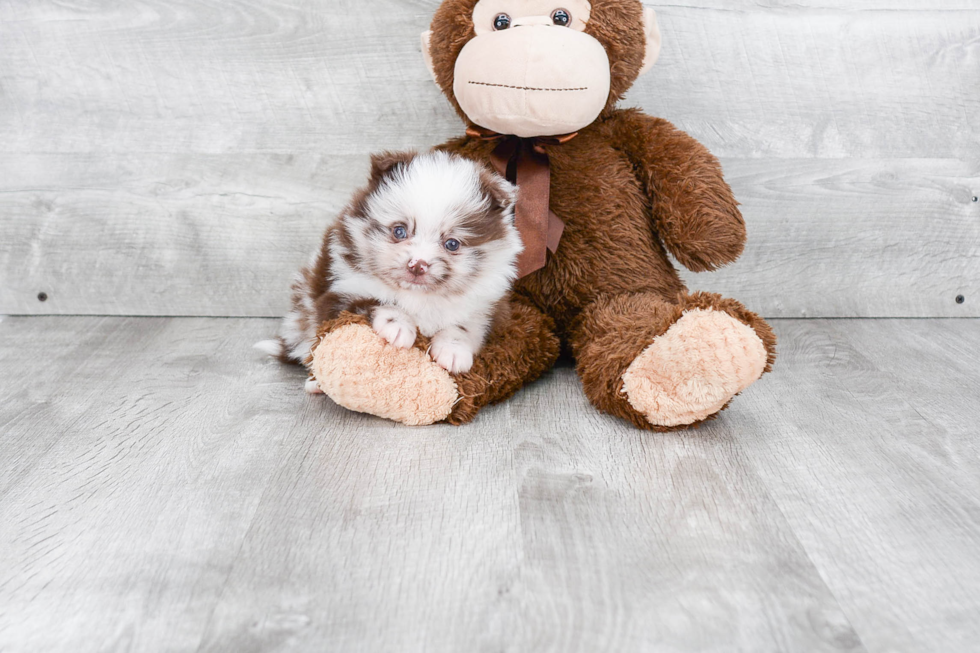 Energetic Pomeranian Purebred Puppy