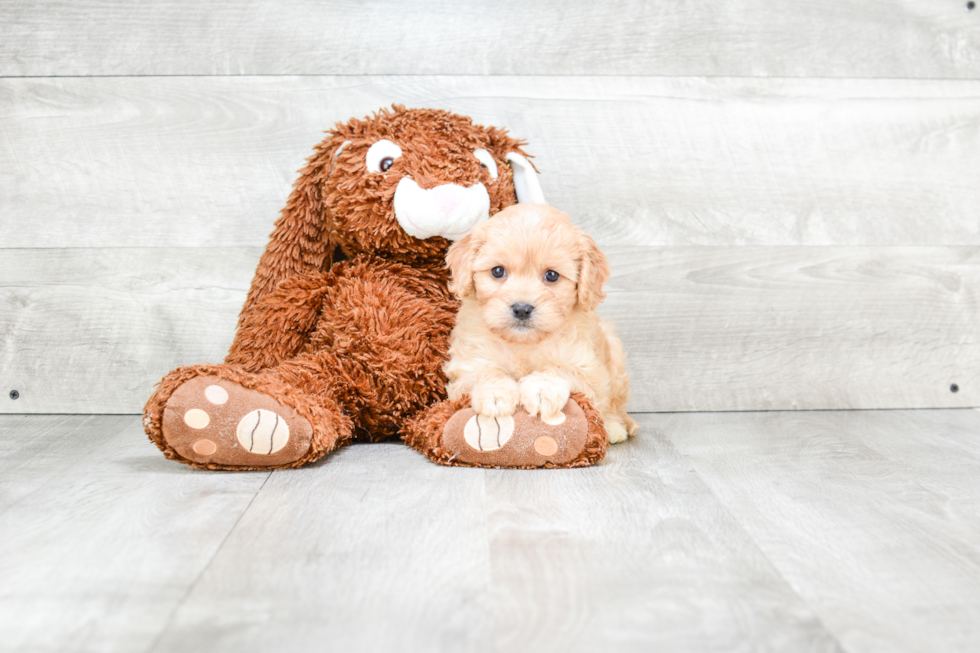 Funny Cavachon Designer Pup