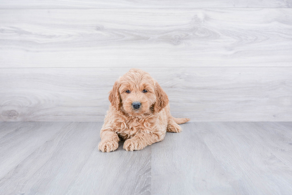 Mini Goldendoodle Puppy for Adoption