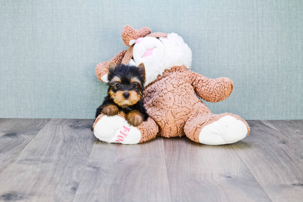 Meet Giselle - our Yorkshire Terrier Puppy Photo 