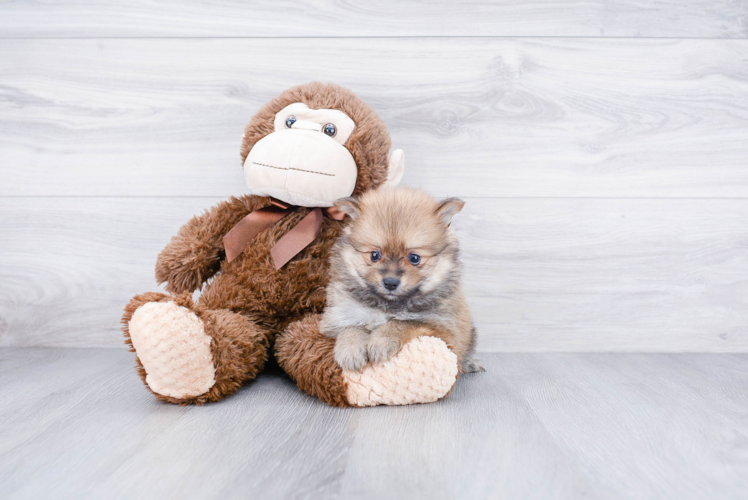 Pomeranian Pup Being Cute