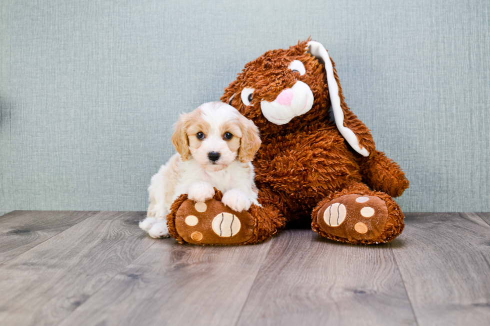 Smart Cavachon Designer Pup