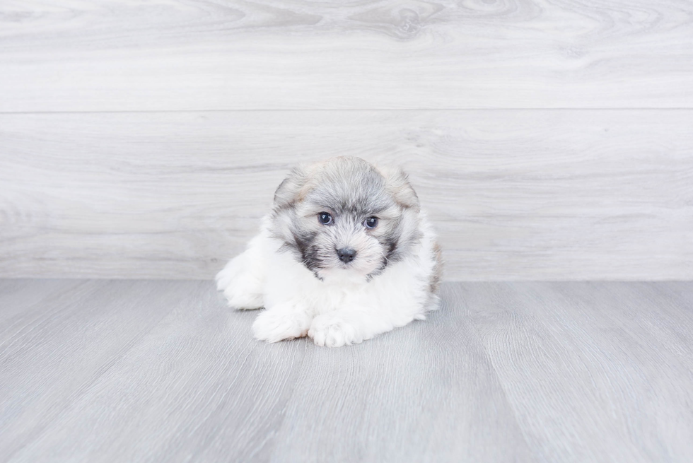 Small Maltipoo Baby