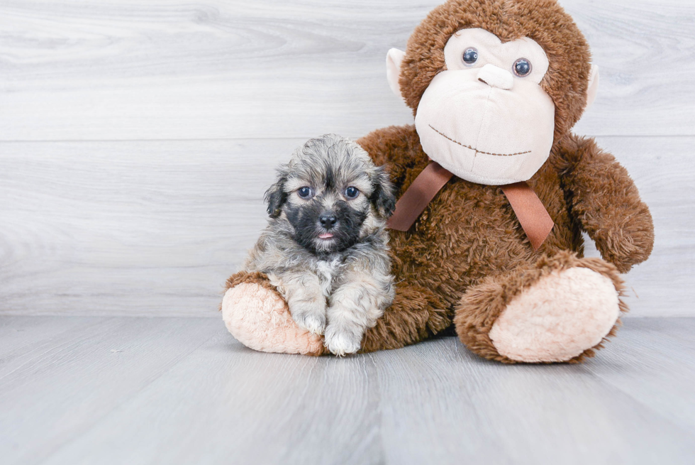 Teddy Bear Pup Being Cute