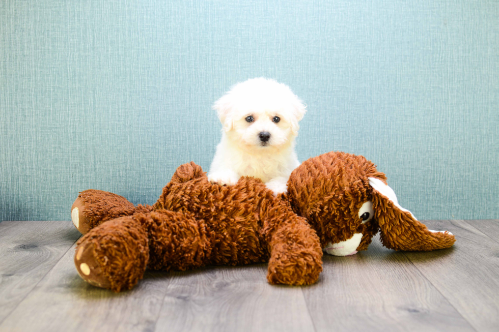 Energetic Bichon Frise Purebred Puppy