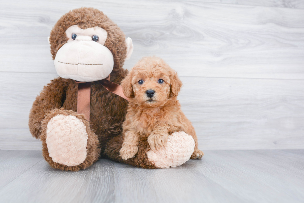 Best Mini Goldendoodle Baby