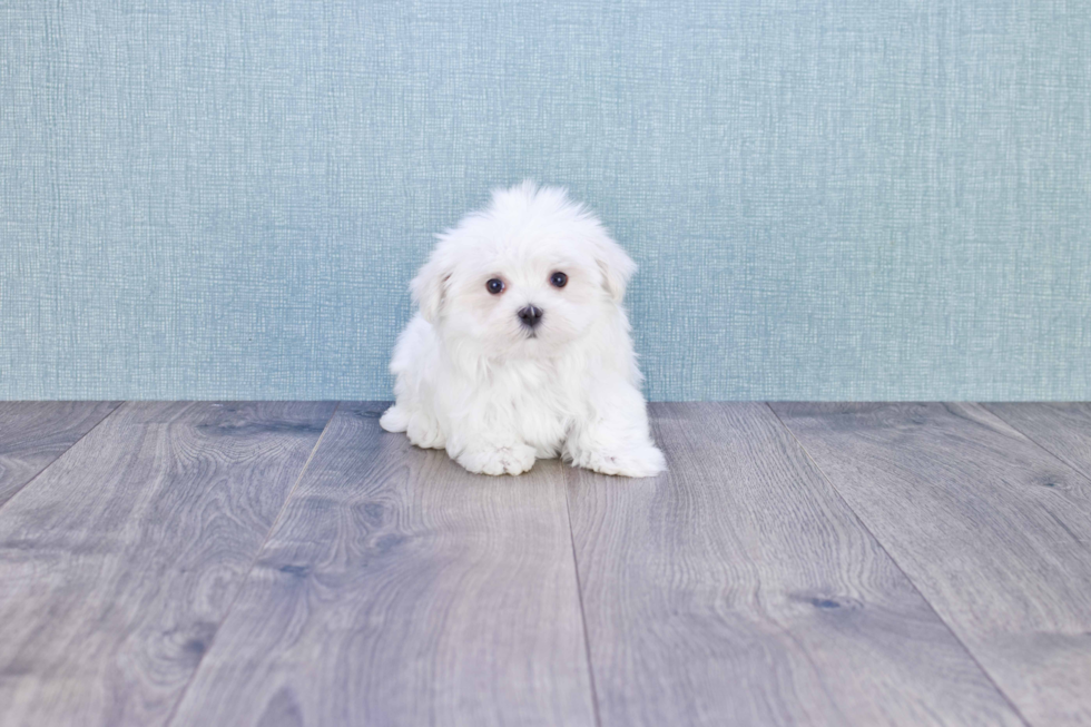 Maltese Pup Being Cute