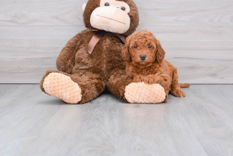 Petite Mini Goldendoodle Poodle Mix Pup