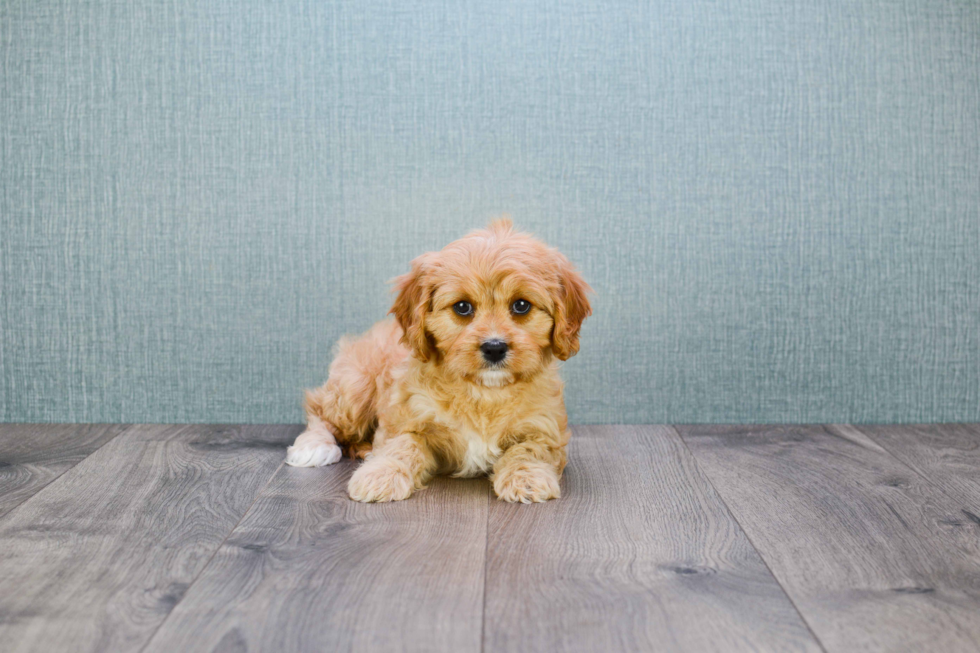 Cute Cavapoo Baby