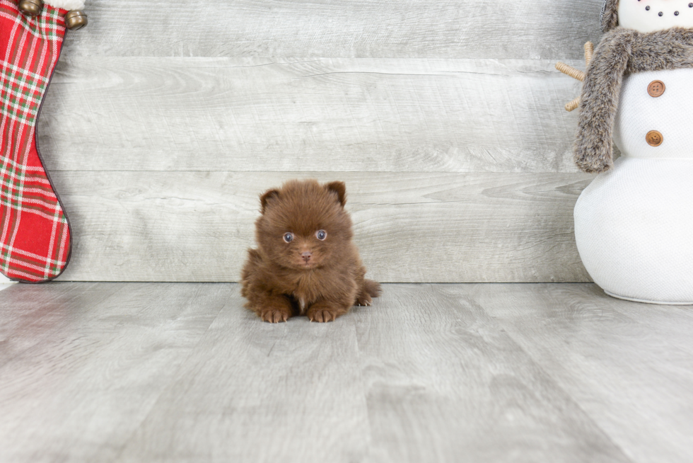 Hypoallergenic Pomeranian Baby