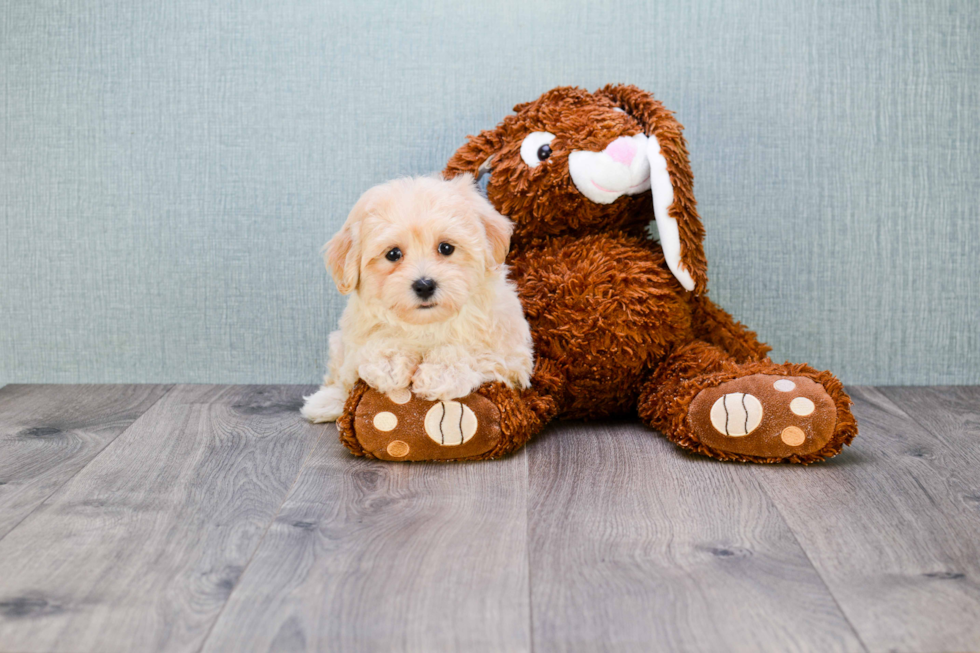 Fluffy Maltipoo Poodle Mix Pup