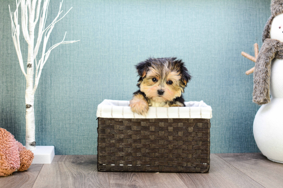 Fluffy Morkie Designer Pup