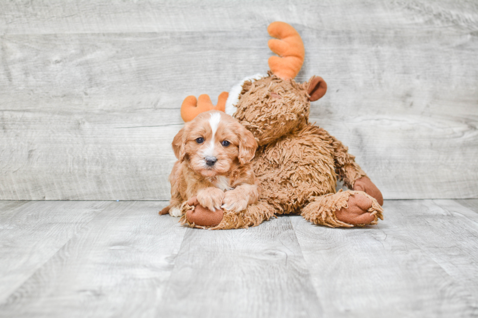 Energetic Cavoodle Poodle Mix Puppy