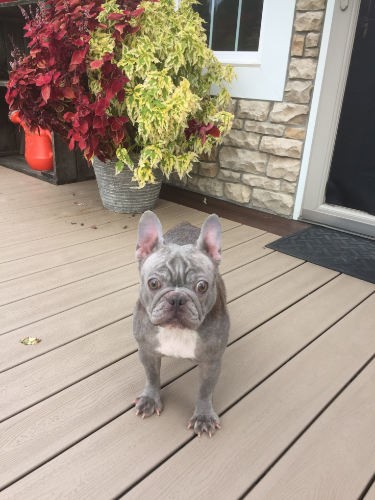 Funny French Bulldog Purebred Pup