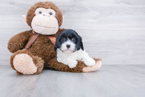 Cavapoo Puppy for Adoption