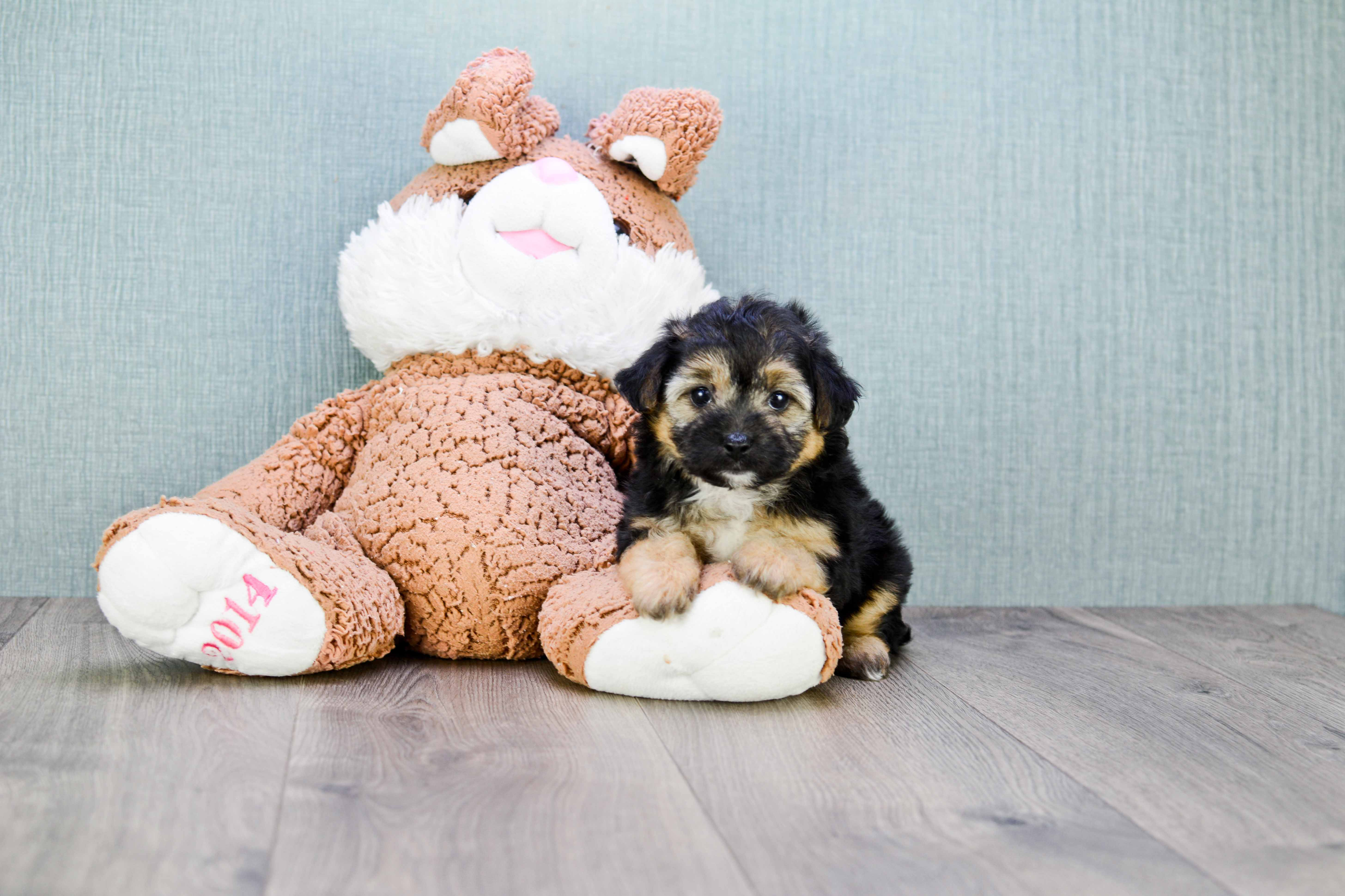 Morkie Puppy for Adoption