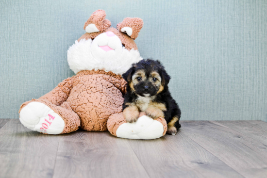 Morkie Puppy for Adoption