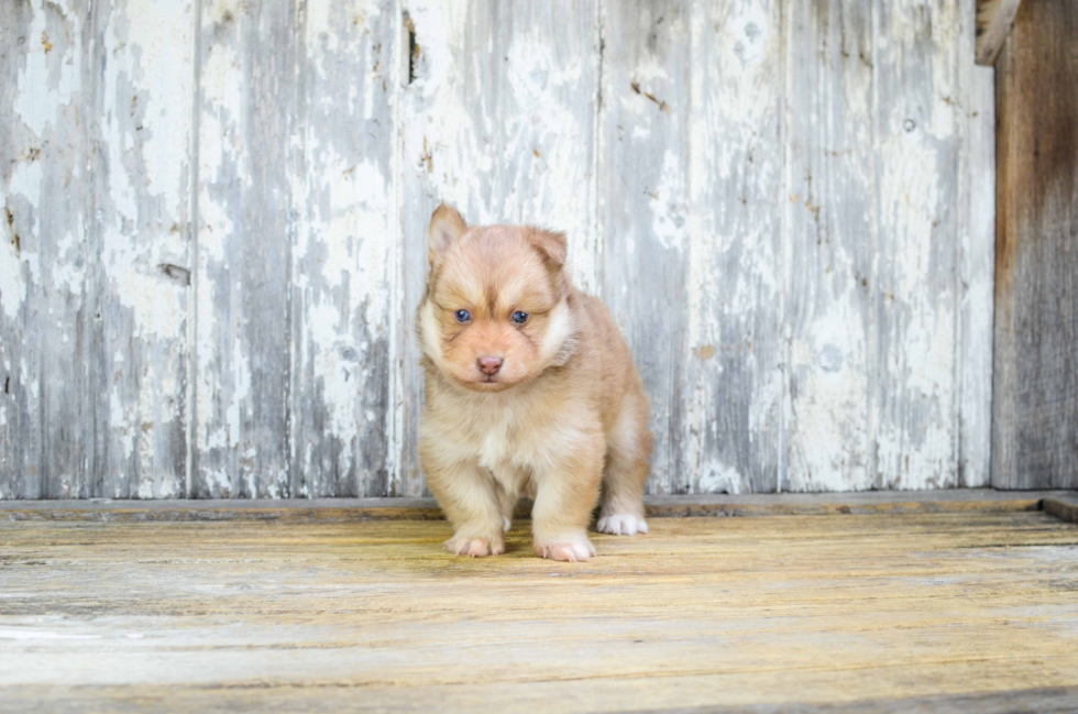 Friendly Pomsky Baby