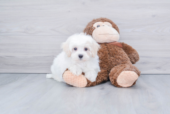 Cute Maltipoo Baby