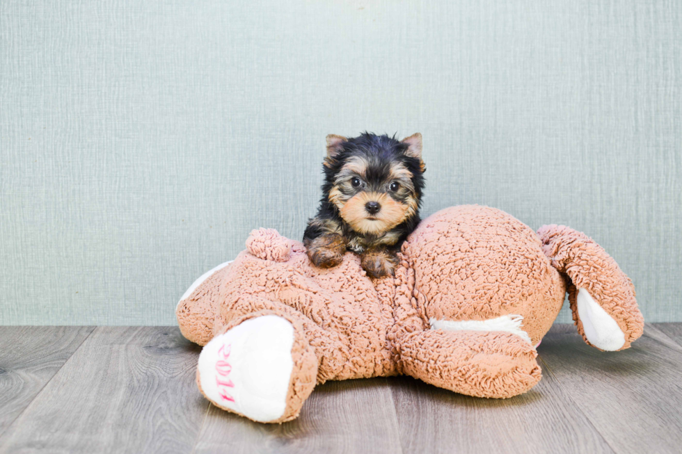 Meet Heidi - our Yorkshire Terrier Puppy Photo 