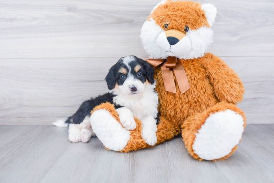 Mini Bernedoodle Puppy for Adoption