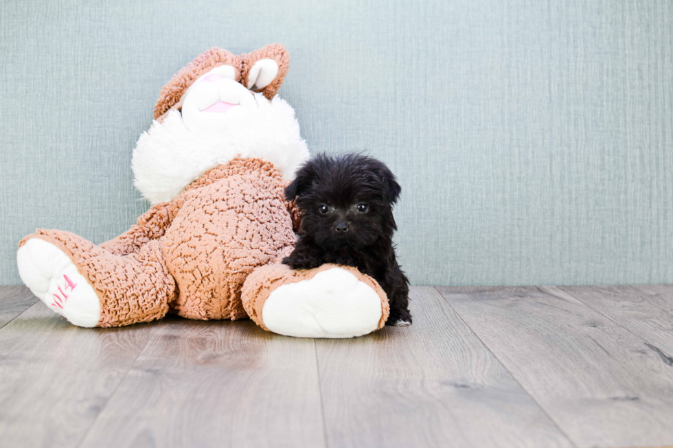 Friendly Yorkie Poo Baby